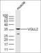 Vestigial Like Family Member 2 antibody, orb1907, Biorbyt, Western Blot image 