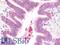 Delta Like Canonical Notch Ligand 3 antibody, LS-B10548, Lifespan Biosciences, Immunohistochemistry paraffin image 