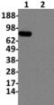 NFKB Inhibitor Zeta antibody, 14-6801-82, Invitrogen Antibodies, Western Blot image 