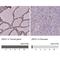 Zinc Finger Protein 41 antibody, NBP2-49585, Novus Biologicals, Immunohistochemistry paraffin image 