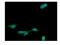 Cyclin B2 antibody, A02040-1, Boster Biological Technology, Immunofluorescence image 