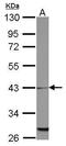 Mitochondrial Ribosomal Protein L39 antibody, PA5-32108, Invitrogen Antibodies, Western Blot image 