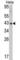 DNA Methyltransferase 3 Like antibody, abx025810, Abbexa, Western Blot image 