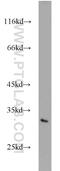 Male-Enhanced Antigen 1 antibody, 10267-1-AP, Proteintech Group, Western Blot image 