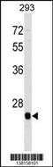 BTG Anti-Proliferation Factor 4 antibody, 59-929, ProSci, Western Blot image 