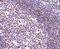 X-Ray Repair Cross Complementing 5 antibody, NBP2-67583, Novus Biologicals, Immunohistochemistry paraffin image 