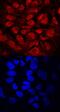 Developmental Pluripotency Associated 2 antibody, AF7086, R&D Systems, Immunocytochemistry image 