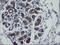 Rhotekin antibody, LS-C337804, Lifespan Biosciences, Immunohistochemistry paraffin image 