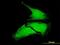 MAP kinase-interacting serine/threonine-protein kinase 1 antibody, H00008569-M07, Novus Biologicals, Immunofluorescence image 