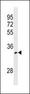 Olfactory Receptor Family 52 Subfamily I Member 1 antibody, LS-C158485, Lifespan Biosciences, Western Blot image 