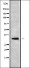 Cation Channel Sperm Associated 4 antibody, orb338147, Biorbyt, Western Blot image 