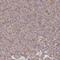 Katanin Regulatory Subunit B1 antibody, HPA041165, Atlas Antibodies, Immunohistochemistry frozen image 