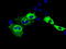 Insulin Like Growth Factor 2 MRNA Binding Protein 2 antibody, TA501274, Origene, Immunofluorescence image 