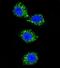 Membrane Palmitoylated Protein 3 antibody, PA5-71779, Invitrogen Antibodies, Immunofluorescence image 