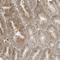 OFD1 antibody, HPA031103, Atlas Antibodies, Immunohistochemistry paraffin image 