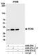 PCNA antibody, A300-277A, Bethyl Labs, Immunoprecipitation image 
