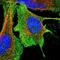 Aquaporin 1 (Colton Blood Group) antibody, NBP1-84488, Novus Biologicals, Immunocytochemistry image 