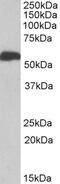 Aldehyde Dehydrogenase 5 Family Member A1 antibody, PA5-19394, Invitrogen Antibodies, Western Blot image 