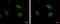 Timeless Circadian Regulator antibody, GTX129604, GeneTex, Immunofluorescence image 
