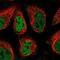 CREB Regulated Transcription Coactivator 2 antibody, NBP1-86926, Novus Biologicals, Immunofluorescence image 