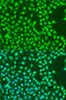 EXO1 antibody, 18-402, ProSci, Immunofluorescence image 