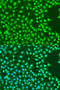 Exonuclease 1 antibody, 18-402, ProSci, Immunofluorescence image 