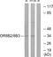 Olfactory Receptor Family 8 Subfamily B Member 2 antibody, PA5-39673, Invitrogen Antibodies, Western Blot image 