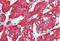 Activin A Receptor Type 1C antibody, MBS242418, MyBioSource, Immunohistochemistry frozen image 