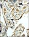 CD163 antibody, NBP2-36495, Novus Biologicals, Immunohistochemistry frozen image 