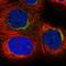 Syntaxin-6 antibody, HPA038557, Atlas Antibodies, Immunofluorescence image 