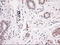 Noggin antibody, LS-C114385, Lifespan Biosciences, Immunohistochemistry frozen image 
