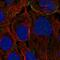 KN Motif And Ankyrin Repeat Domains 3 antibody, HPA051153, Atlas Antibodies, Immunofluorescence image 