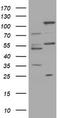Trafficking Protein Particle Complex 4 antibody, LS-C174446, Lifespan Biosciences, Western Blot image 