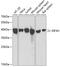 Eukaryotic Translation Initiation Factor 3 Subunit H antibody, 22-640, ProSci, Western Blot image 