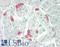 Vasoactive Intestinal Peptide antibody, LS-B13370, Lifespan Biosciences, Immunohistochemistry paraffin image 
