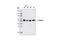 Tubulin Alpha 1b antibody, 9099S, Cell Signaling Technology, Western Blot image 