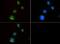 Myogenic Differentiation 1 antibody, PA5-23078, Invitrogen Antibodies, Immunofluorescence image 
