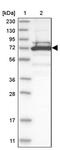 Tripartite Motif Containing 16 antibody, PA5-54847, Invitrogen Antibodies, Western Blot image 