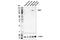 AP2 Associated Kinase 1 antibody, 61527S, Cell Signaling Technology, Western Blot image 