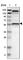 Tripartite Motif Containing 4 antibody, HPA019356, Atlas Antibodies, Western Blot image 