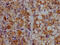 Apolipoprotein C3 antibody, CSB-RA925915A0HU, Cusabio, Immunohistochemistry frozen image 