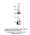 Adenylate Cyclase 9 antibody, MBS540051, MyBioSource, Western Blot image 