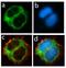 Granulin Precursor antibody, 710191, Invitrogen Antibodies, Immunofluorescence image 