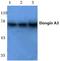 Elongin A3 antibody, PA5-36299, Invitrogen Antibodies, Western Blot image 