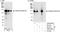 Thyroid Hormone Receptor Associated Protein 3 antibody, A300-956A, Bethyl Labs, Immunoprecipitation image 