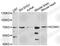 Potassium Calcium-Activated Channel Subfamily N Member 1 antibody, STJ113634, St John