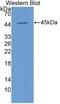 HB2 antibody, MBS2001280, MyBioSource, Western Blot image 