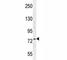 Nucleolin antibody, F41619-0.4ML, NSJ Bioreagents, Western Blot image 