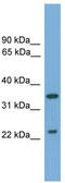 Wnt inhibitory factor 1 antibody, TA340160, Origene, Western Blot image 