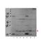 Chromogranin A antibody, orb330213, Biorbyt, Western Blot image 